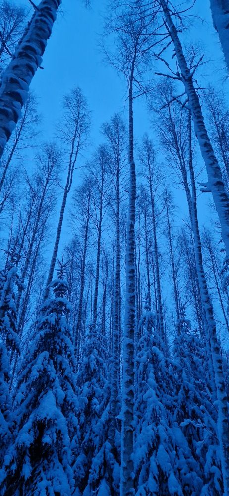Pitkiä, hoikkia koivuja lumisten, pienten kuusten yllä. Sininen hetki.