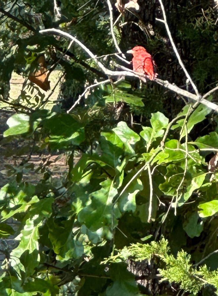 Red bird in a tree of green.