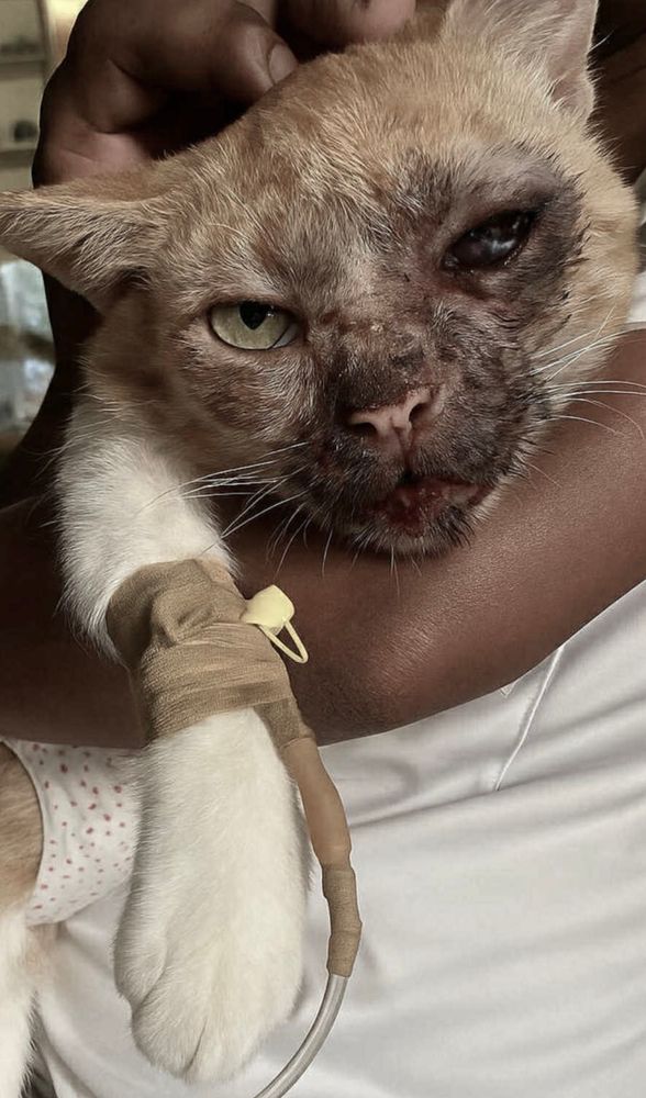 cat donate help ko-fi vet bills hospital moots comms helpsky 