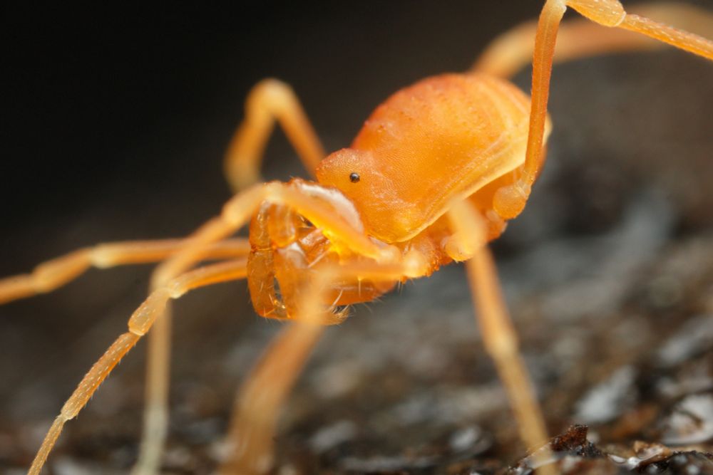 Macro photograph of an orange harvester (opilion) on a dark background 