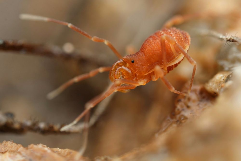 Small orange harvestmen
