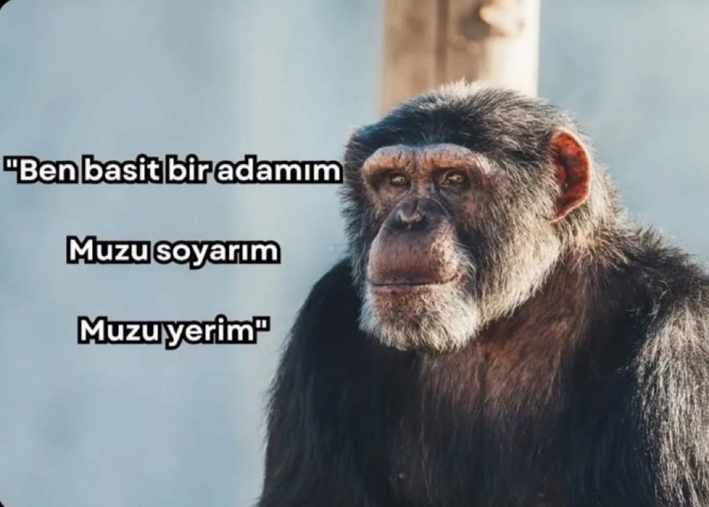 "Ben basit bir adamım; Muzu soyarım, muzu yerim."

(Maymun Resmi)