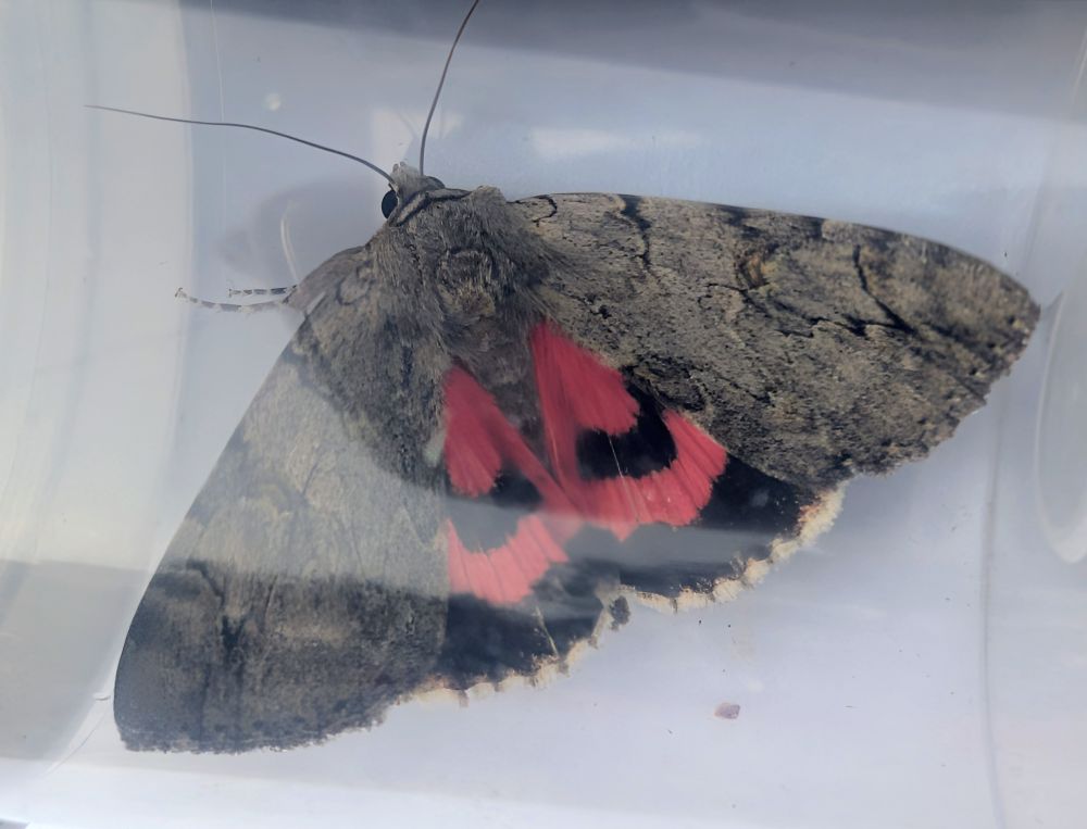 A Rosy Underwing moth, secured in a pot, flashes its red and black underwings.