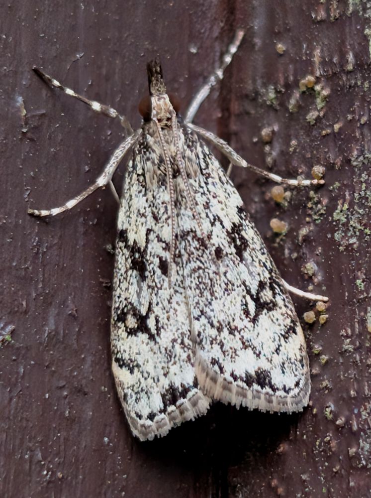 A Eudonia truncicolella (Peppered Grey) moth rests on a brown wooden wall amongst speckled green light chen and yellowish fungi.