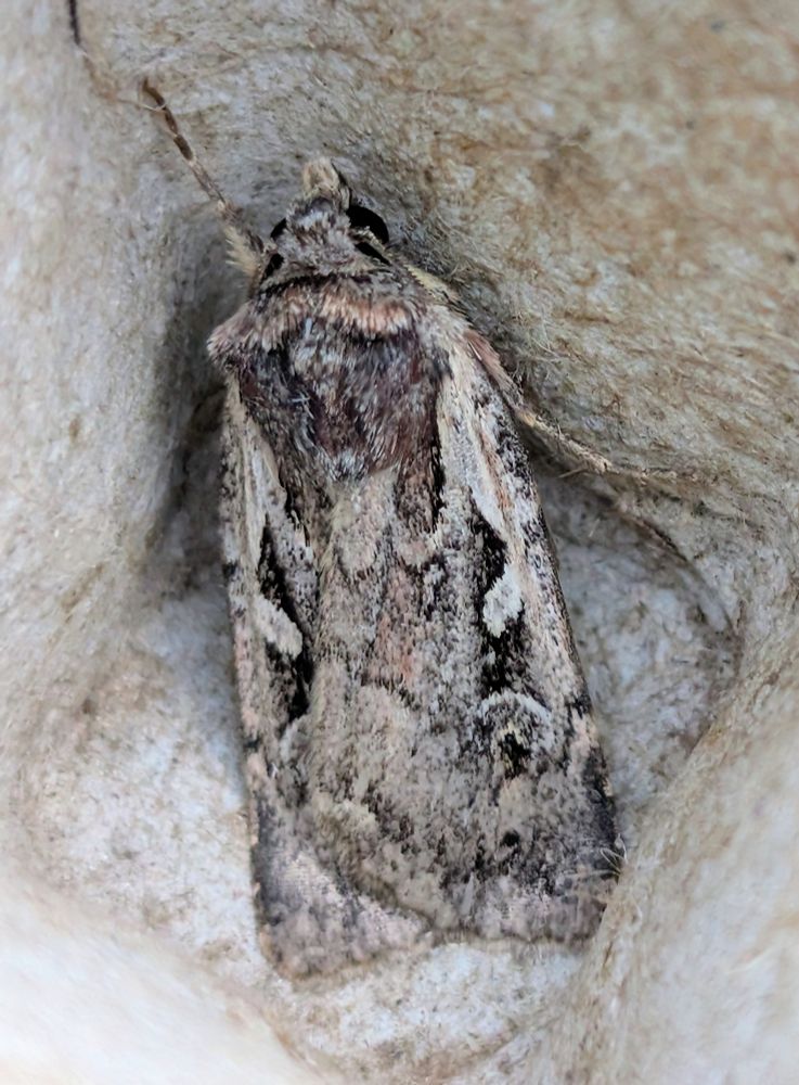 A Heath Rustic rests on a grey egg box