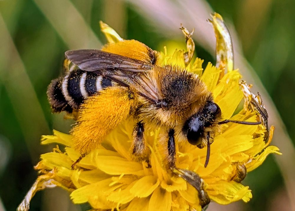 Close up of a Pantaloon Bee collecting pollen from a yellow Hawkbit flower, viewed from the side, set against a blurred background of yellow and green grass stems.