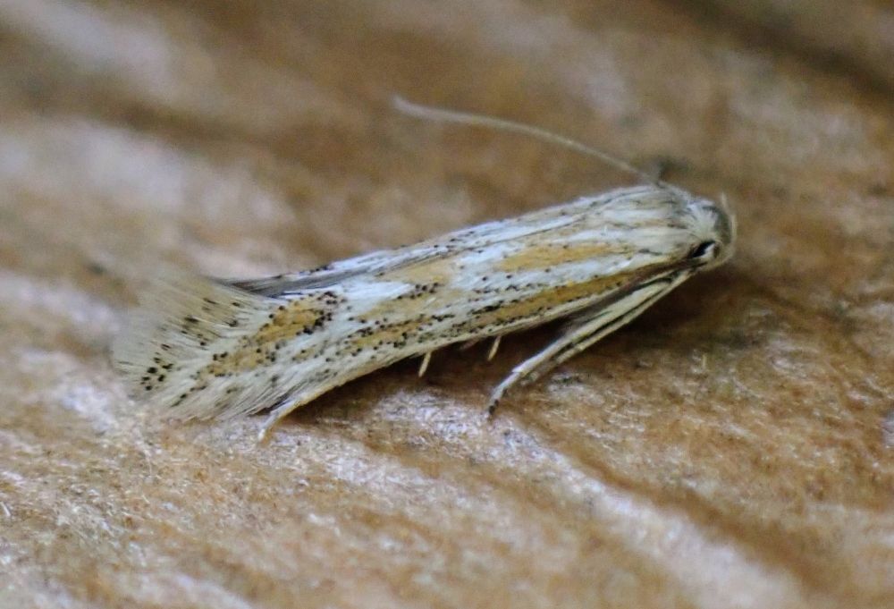 A Ptocheuusa paupella (Pale Seed head Moth) rests on a brown fabric surface.
