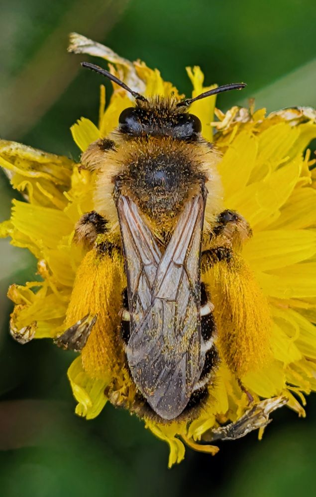 Close up of a Pantaloon Bee collecting pollen from a yellow Hawkbit flower, viewed from above, set against a blurred green background.