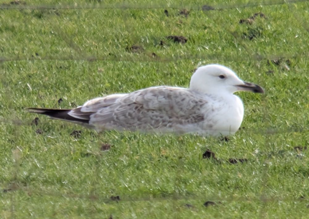A 1st year Caspian Gull rests on a bright green grass sward, with out of focus wire fencing in the foreground.