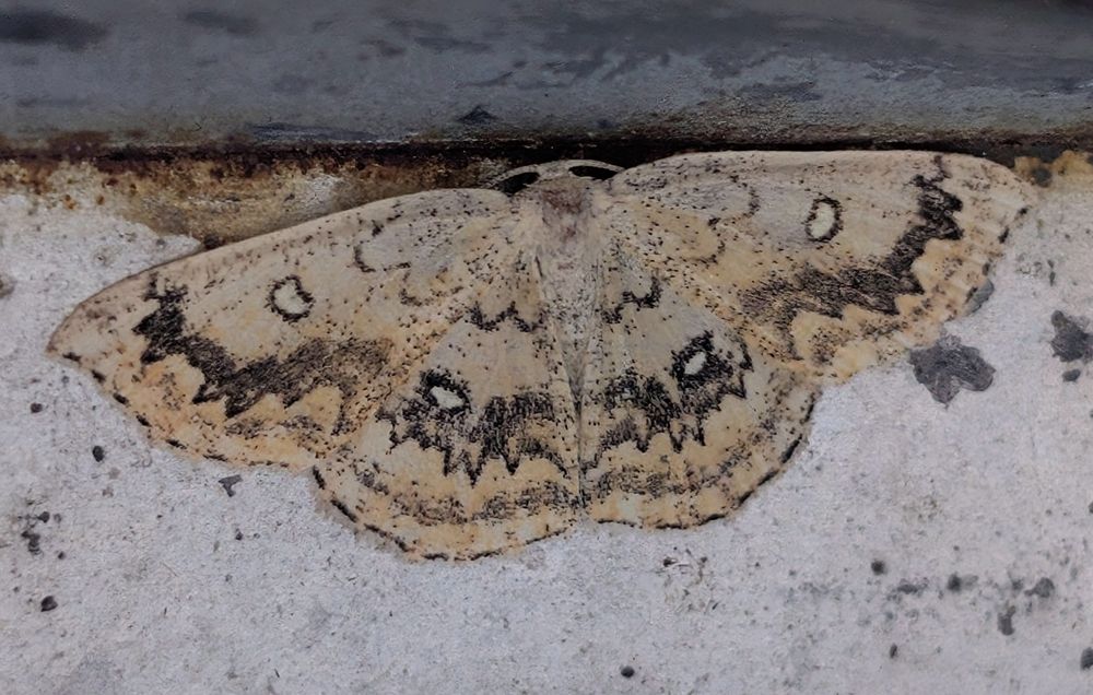 A Mocha moth rests on the pale & tarnished insides of a moth trap.