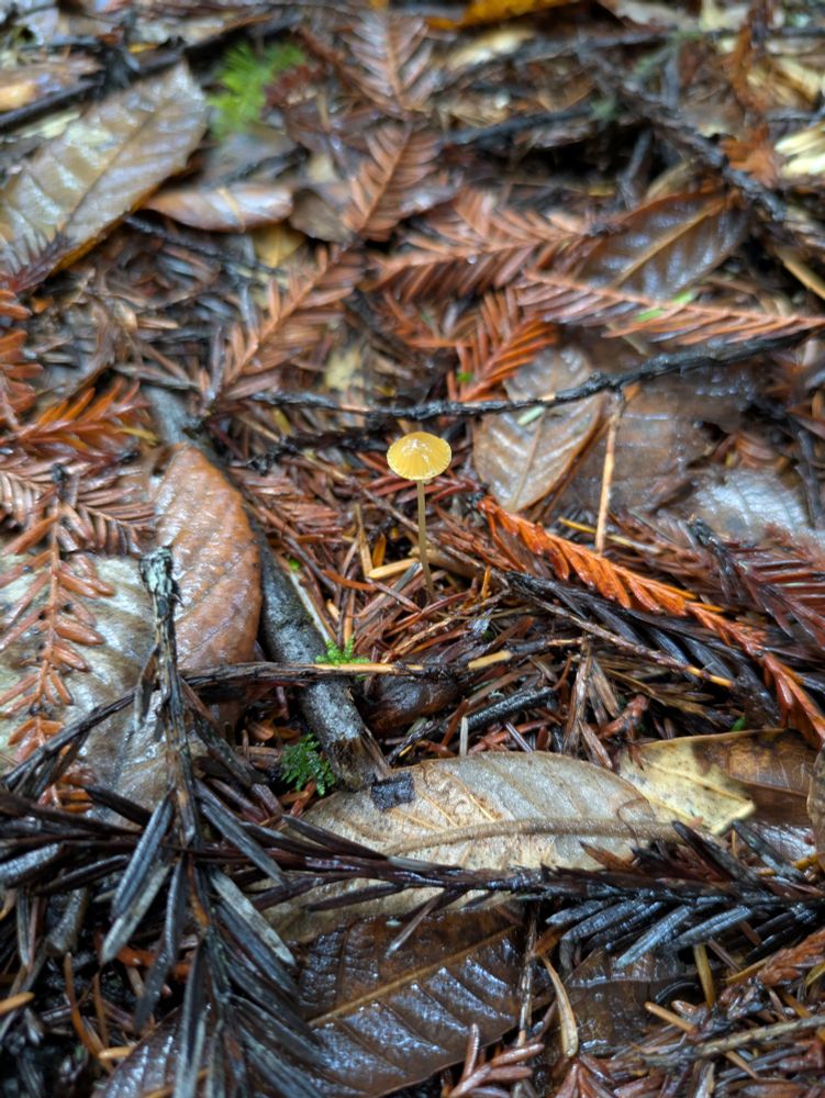 Tiny Mycena mushroom