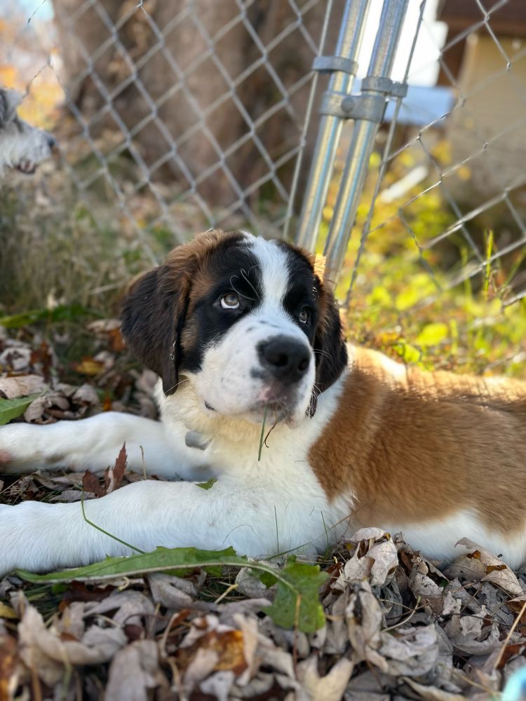 Picture of Saint Bernard in yard looking up