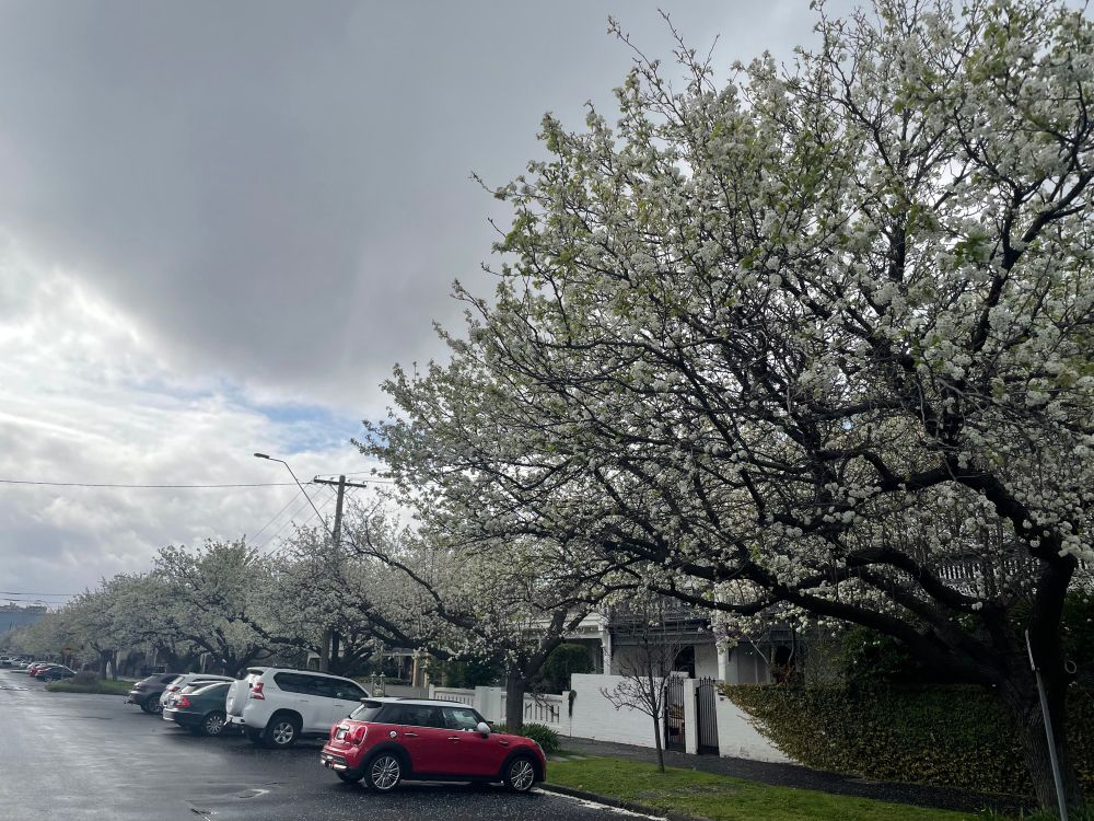 A row of trees blossoming in South Melbourne