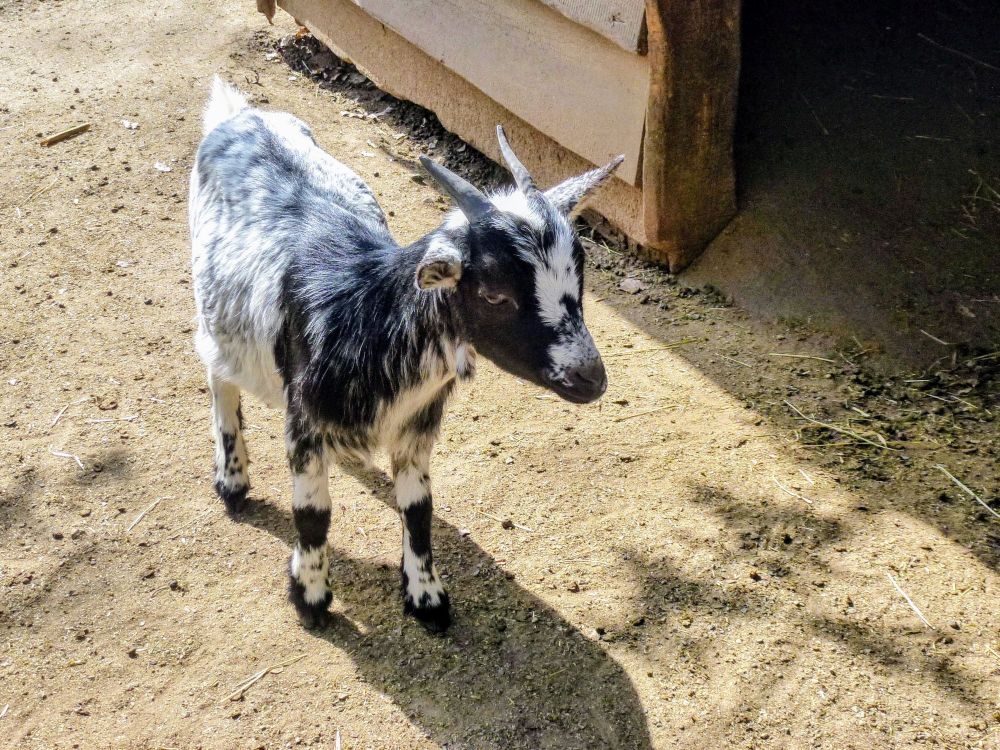 Eine kleine, weiß-schwarz gemusterte Ziege