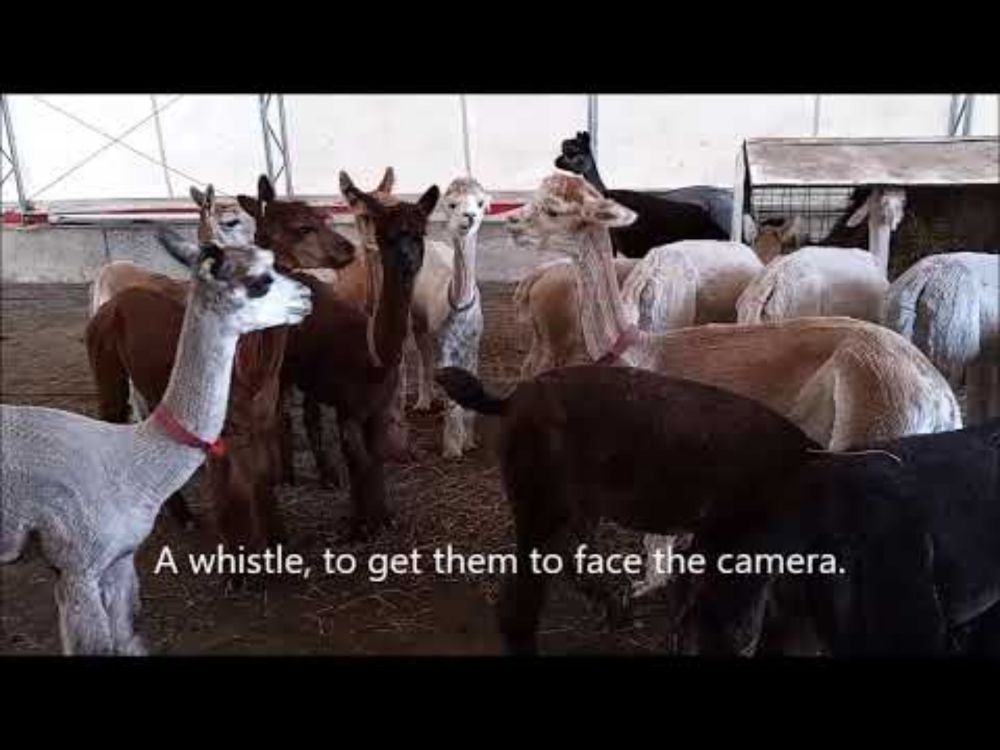 Funny Face Alpacas