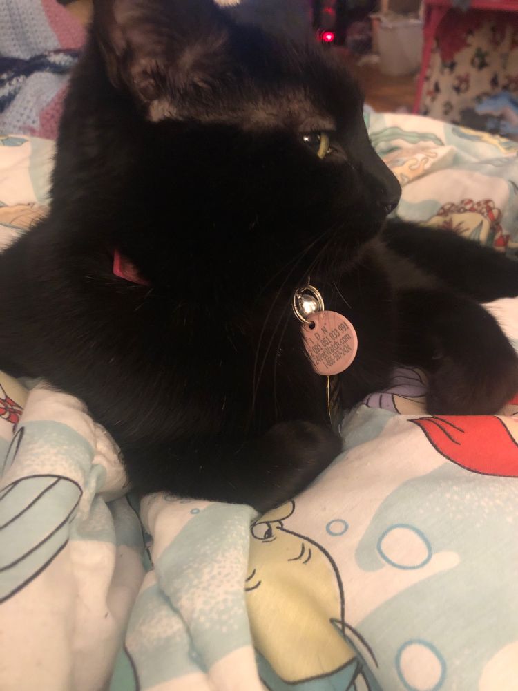 A black cat with a pink collar lounges on a pile of blankets, the top blanket is a The Little Mermaid (1989) comforter that is in fact 35 years old 