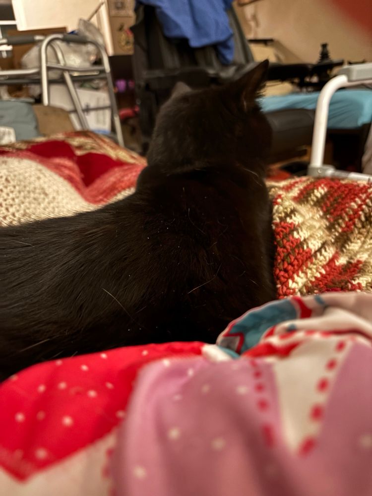 A black cat lays on colorful blankets.