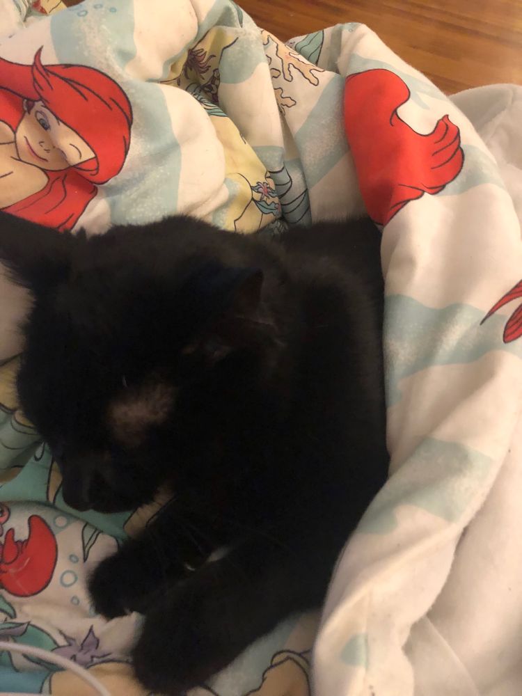 A sleeping black cat lays tucked into a The Little Mermaid (1989) comforter.