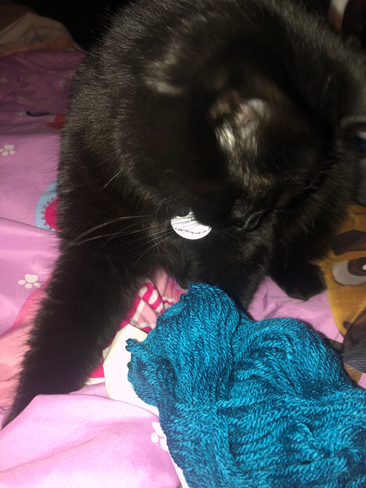 Black cat looks down at a skein of teal yarn.