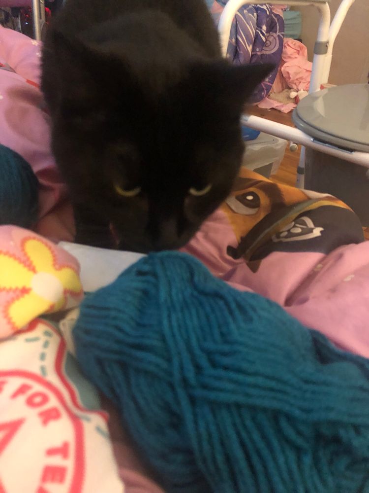 Black cat sniffs a skein of teal yarn
