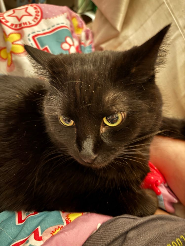 Black cat looking at the camera head on