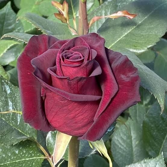 A blooming dark red rose on a background of leaves.