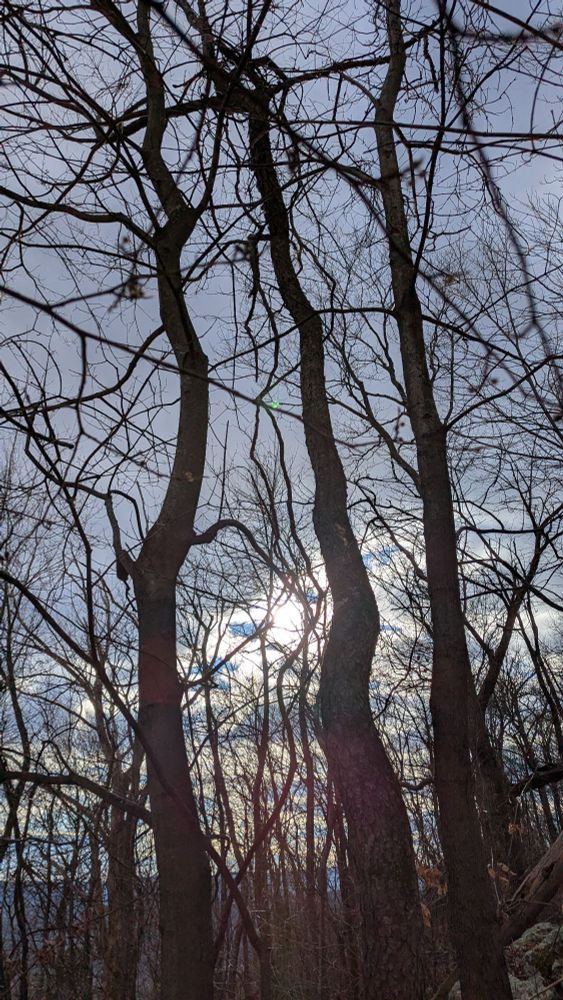 A view of the sun coming out from behind some clouds. In the foreground there are also some trees (missing leaves because it's winter)