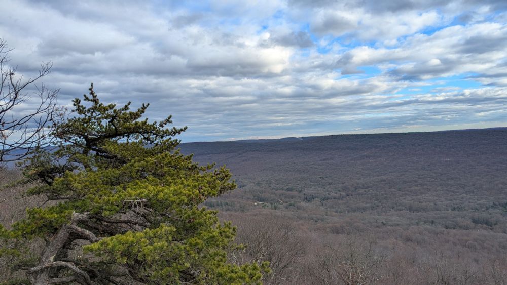 A view of a blue sky with clouds, a tree with leaves, and a lot of trees without leaves.