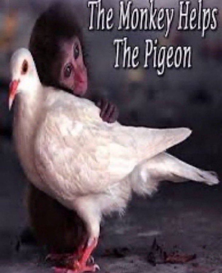 macaquinho filhote abraçando pombo branco com o texto "the monkey helps the pigeon"