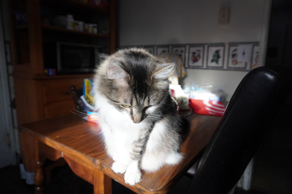 The adorable Thor (the cat, not the god) sitting at a kitchen table bathed in sunlight from the window.