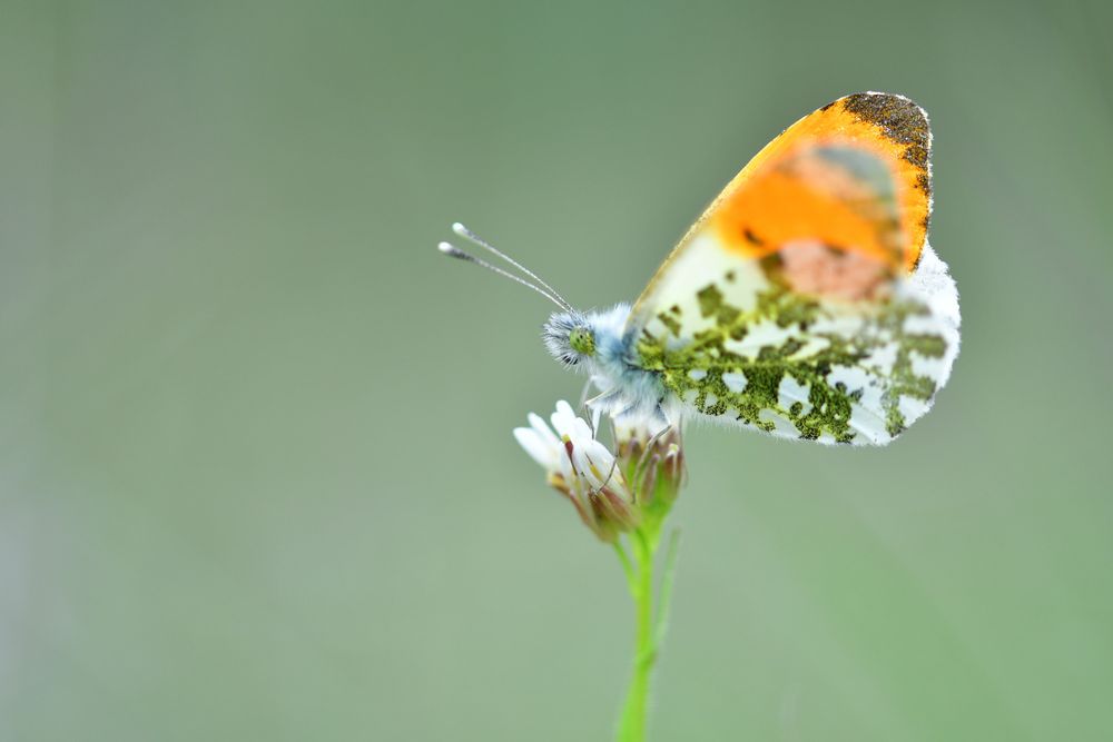 Orange-tip butterfly