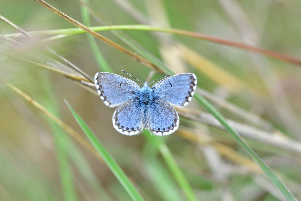 Baton blue butterfly