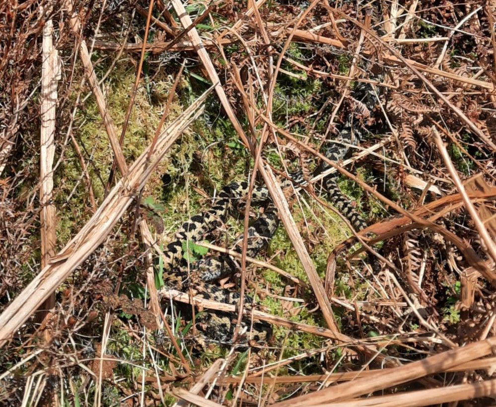 Adder in bracken