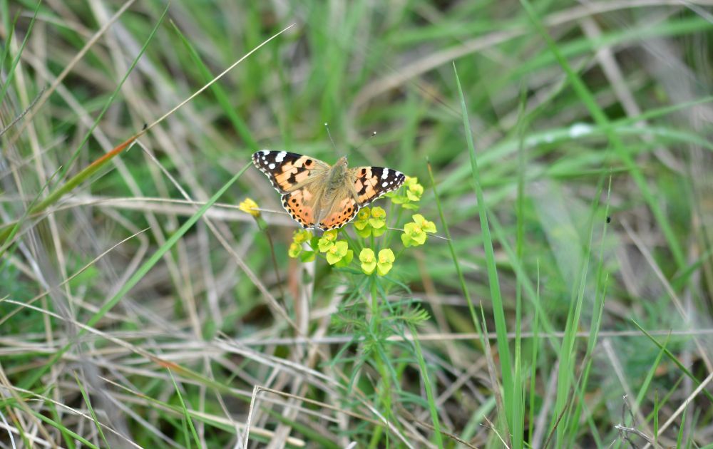 Painted lady butterfly