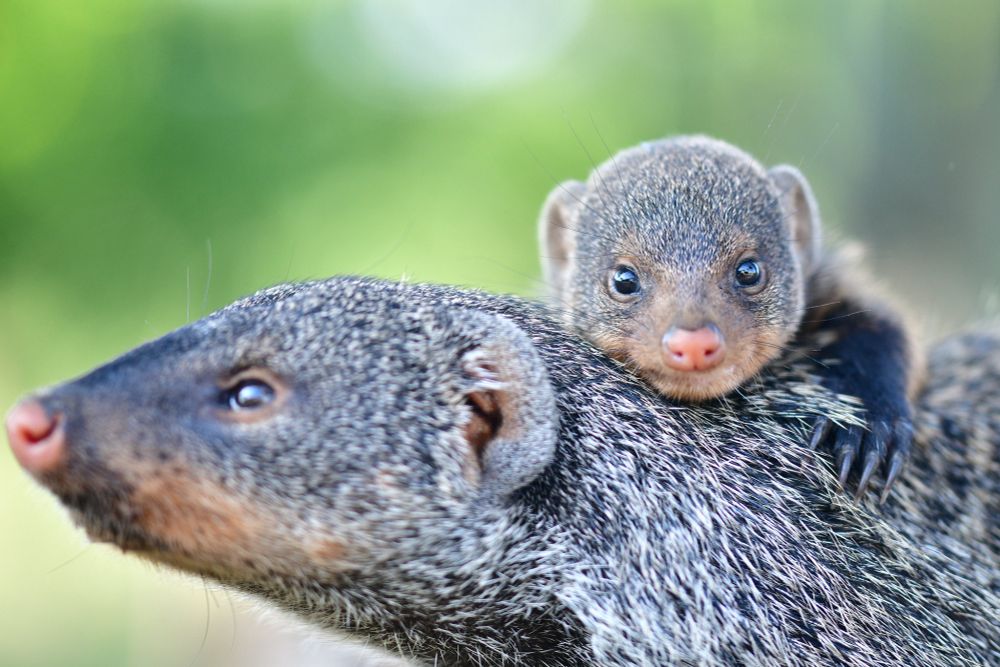 Banded mongoose pup and adult.