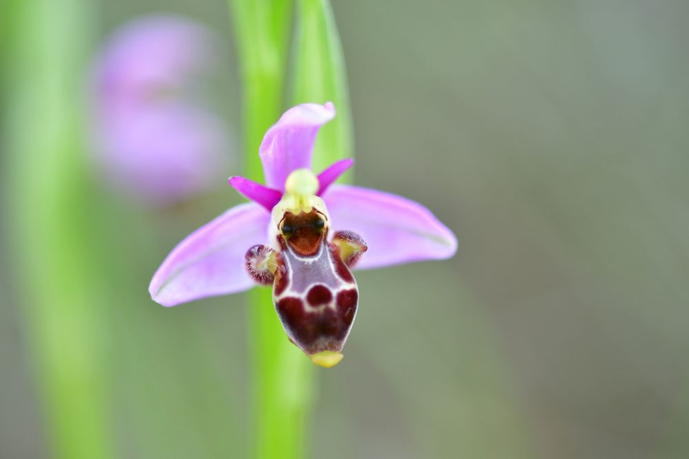 Woodcock orchid