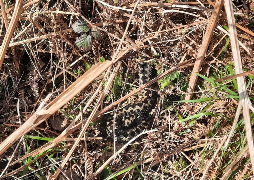 Adder in bracken