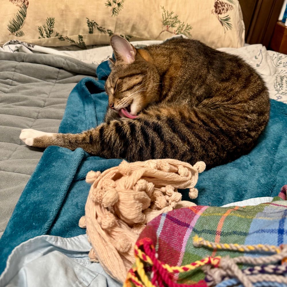 Stripes, an American short haired tabby,having a bath, in my spot 