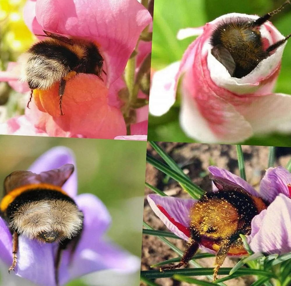 Four photos of little bee butts sticking out of flowers