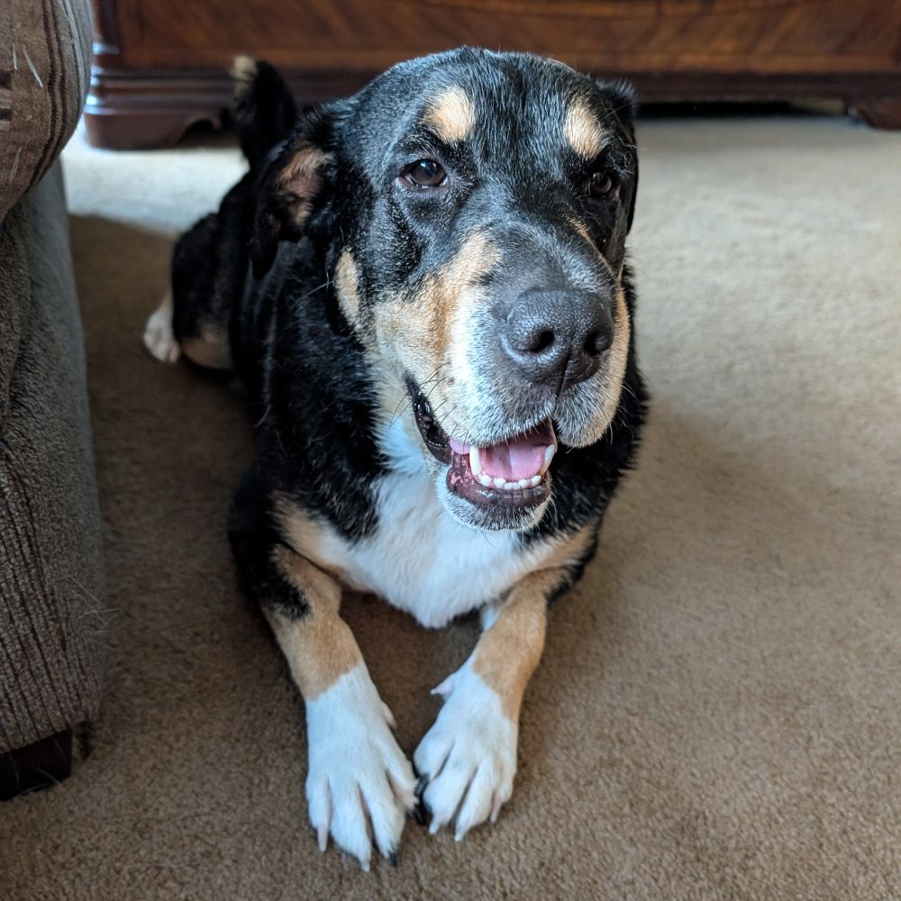 Charlie the dog, freshly bathed and not too thrilled about that fact