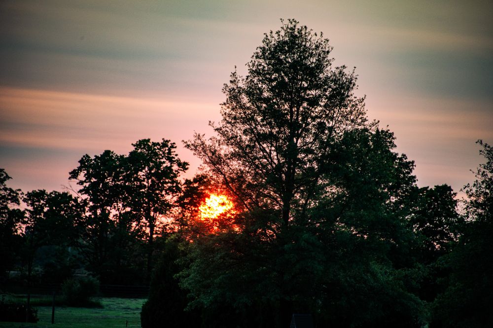 The sun is hanging low behind trees. 