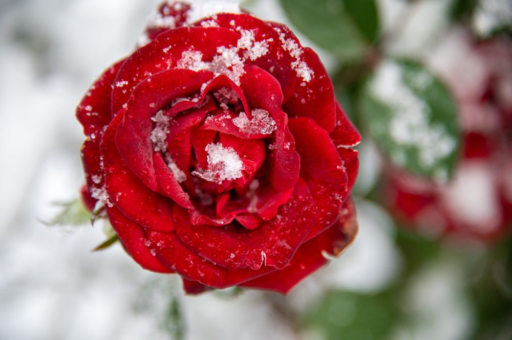 A rose, sprinkled with snow. 