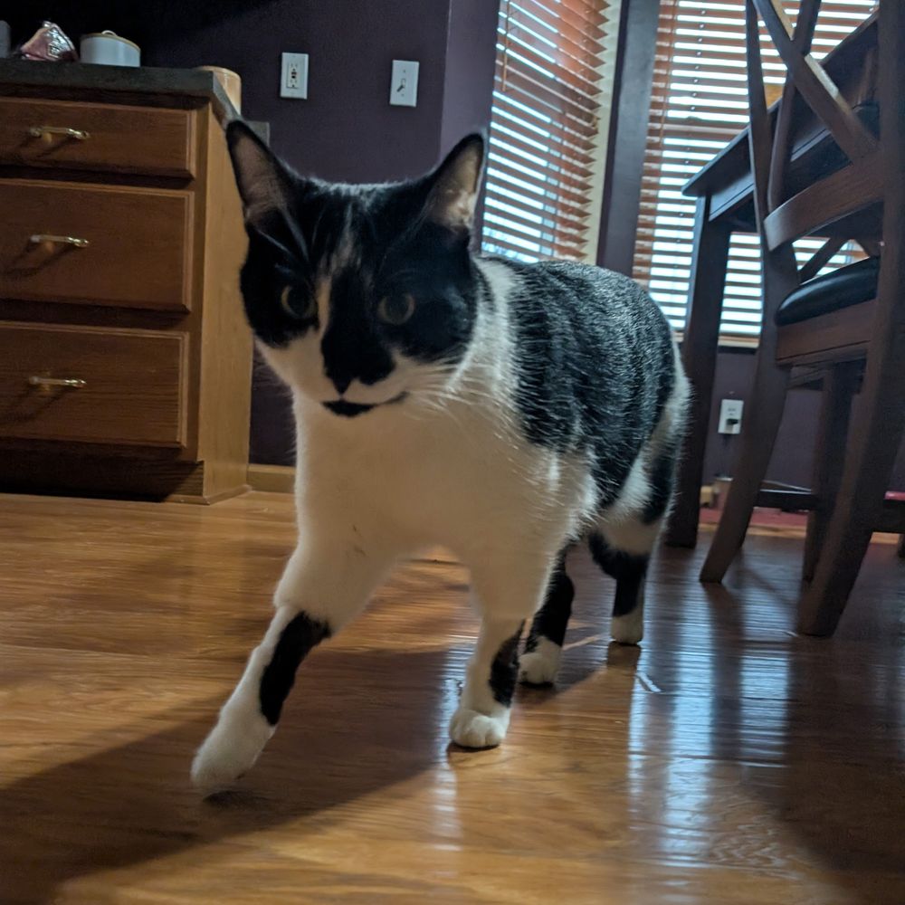 Smudge the cat, who is mostly concerned just with what's going on in his own house. 