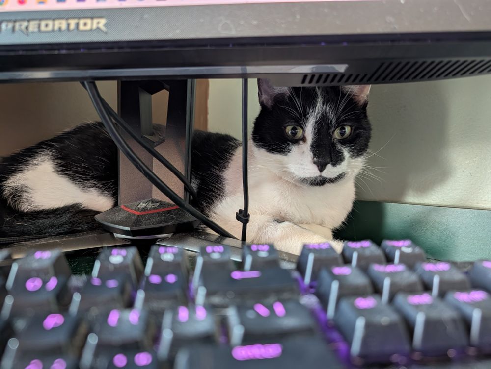 Smudge, lurking behind the computer monitor at my desk.