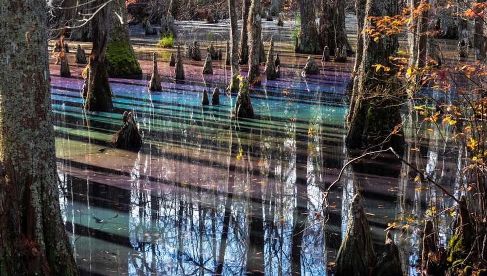Swamps typically bring to mind an array of mushy greens and murky browns, but in Virginia, they do things differently.