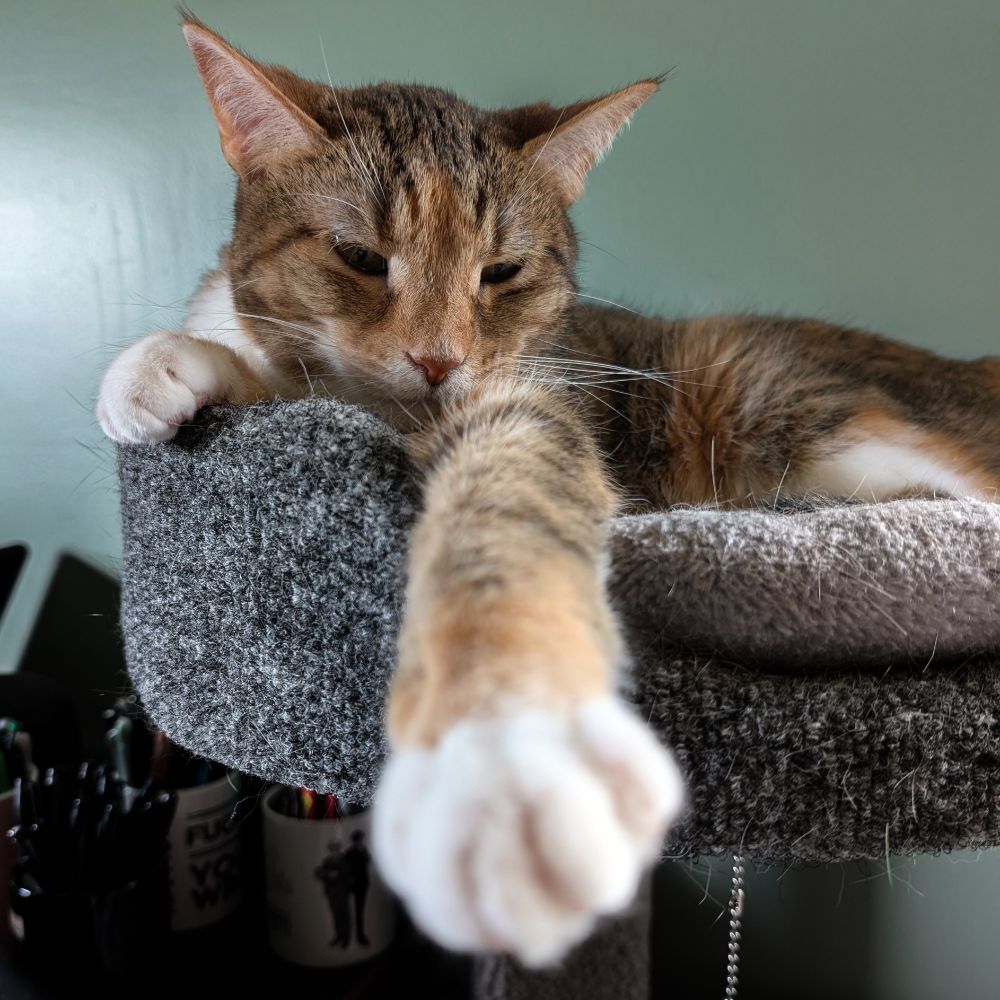 Spice the cat lounging in the office cat tree, leg and paw extended.