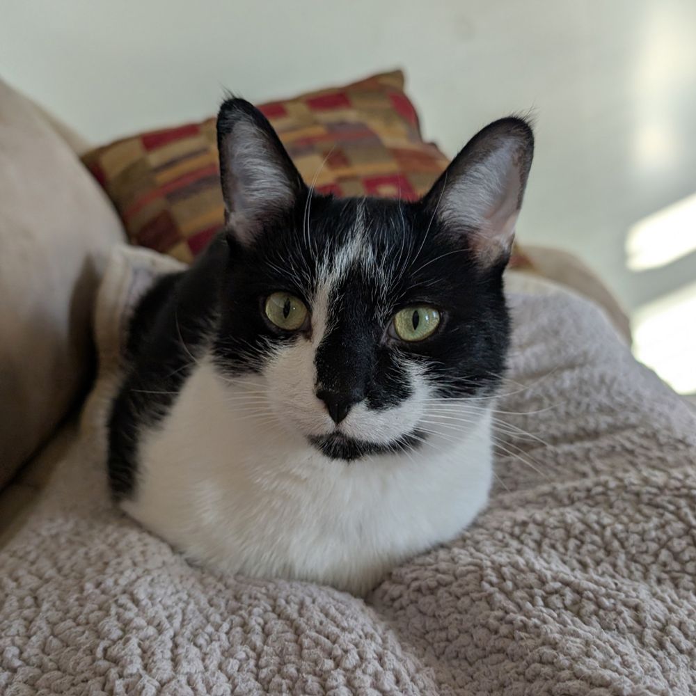 Smudge, displaying excellent loaf form