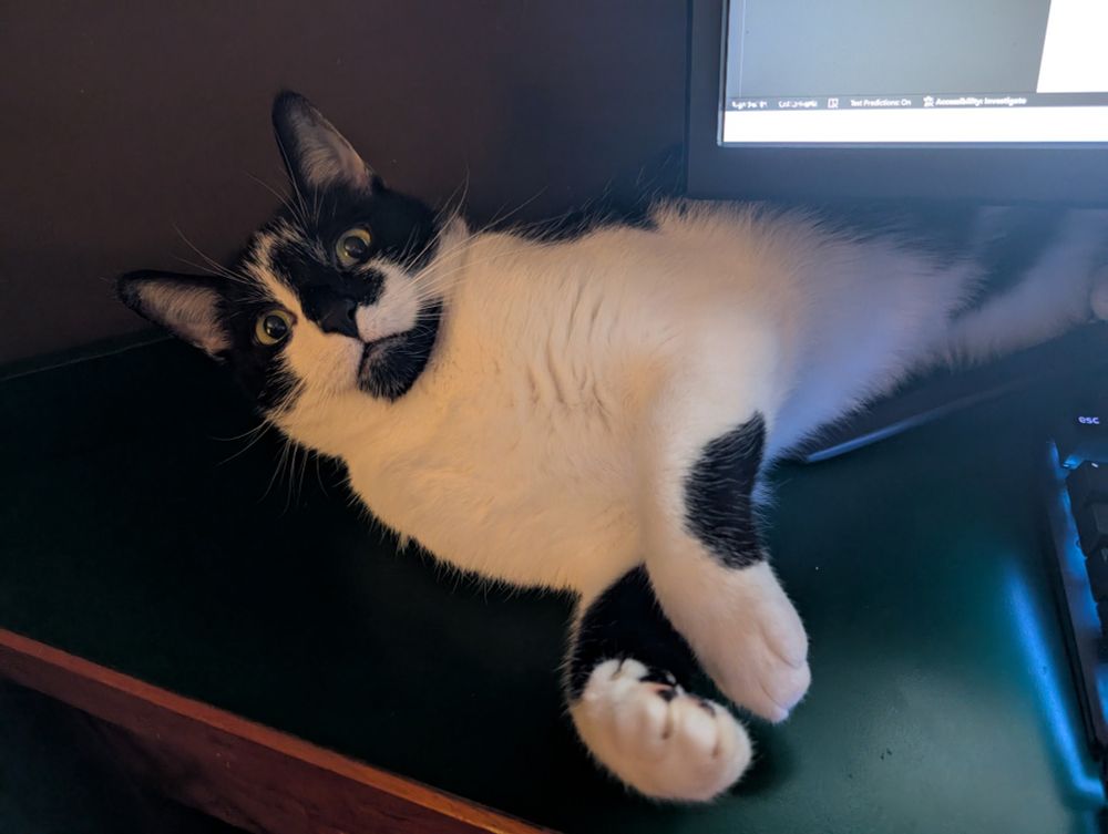 Smudge on my desk, looking up at the camera.