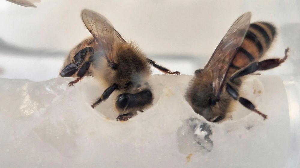 header image - Scientists found the missing nutrients bees need — Colonies grew 15-fold