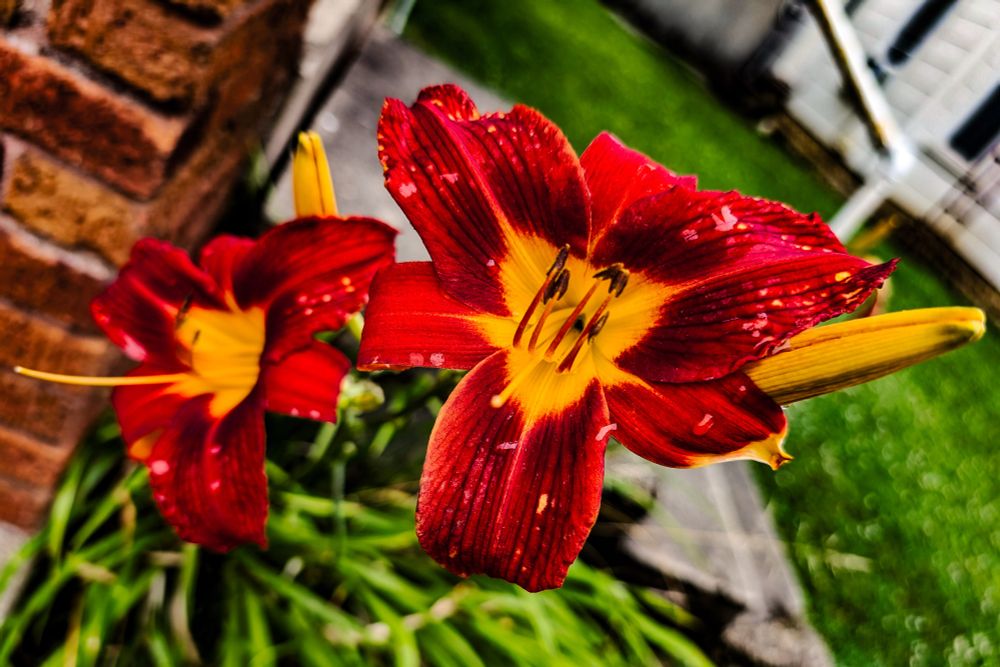 The day lilies are vibrant red and yellow and contrast with the green of the grass. 